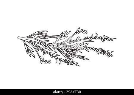 Botanical Line art olive branch with leaves and berries isolated on white background. Hand drawn black and white outline Olive tree plant vector illus Stock Vector