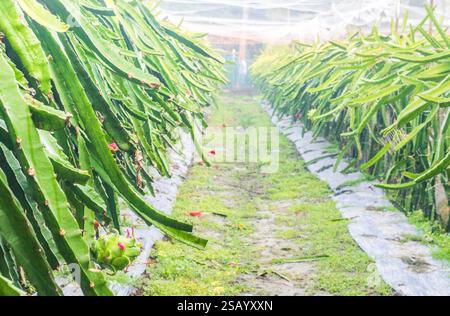 Dragon fruit on the dragon fruit pitaya tree graden.Red dragon fruit on plant. Stock Photo