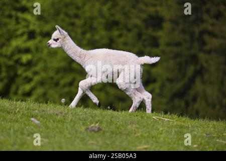 One young Alpaca (Vicugna pacos) runs uphill on a fresh green meadow . A green forest in the distant background Stock Photo