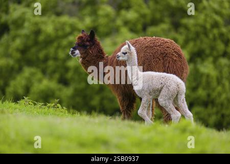 One brown female Alpaca (Vicugna pacos) stands with her young on a fresh green meadow . A green forest in the distant background Stock Photo