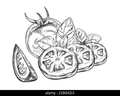 Vector illustration of tomato, slice, basil leaf. Organic fresh vegetables, healthy harvest. Ingredients, farming products. Hand drawn in line art sty Stock Vector