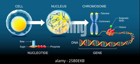 DNA structure. Organization and packaging of genetic material in Chromosome. Epigenetic factor, Methyl group, Gene, DNA, Chromosome, Chromatin. Genome Stock Vector