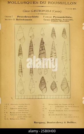 Booidea A 1898 work illustrating the species and characteristics of Boidae (boa ...