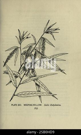 Weeping Willow branches hang from tree Stock Photo - Alamy