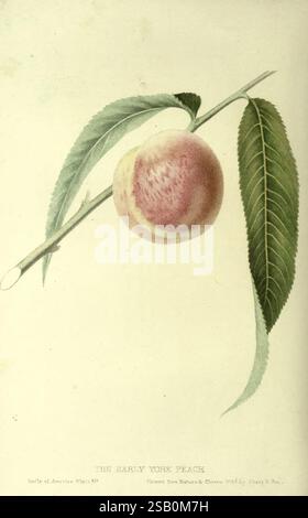 The fruits of America New York, D. Appleton & Co, 1853, fruit, pictorial works,, A delicate illustration of a ripe Early York peach hanging from a slender branch. The peach is round and features a smooth, slightly fuzzy skin with a subtle gradient of soft pink and creamy hues. A pair of elongated green leaves gracefully extends from the branch, providing a contrast to the warm tones of the fruit. Below the illustration, an inscription notes the name of the peach variety and attributes the artwork to its creator, showcasing a blend of botanical accuracy and artistic elegance. Stock Photo