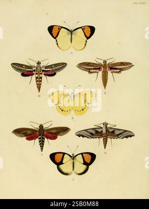 Six species of butterfly and two species of moth, all members of the ...