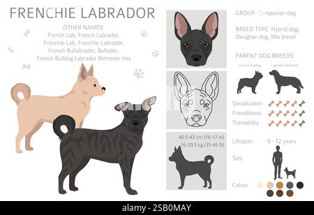 Frenchie Labrador clipart. French Bulldog - Labrador Retriever mix. All ...