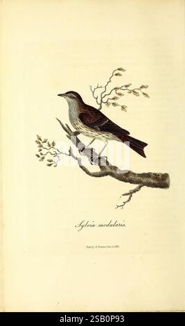 British, ornithology, London, Printed for the author by W. and S. Graves and sold by Sherwood, Neely, and Jones, 1821, Great Britain, birds, A detailed illustration of a bird perched on a branch, showcasing its delicate features and distinct coloration. The bird appears to have a brownish plumage with lighter underparts, complemented by subtle variations in shade that highlight its intricate patterns. Surrounding the bird are small, budding branches that suggest the arrival of spring. Below the image, the scientific name 'Sylvia modulatoris' is elegantly written, hinting at the bird’s classifi Stock Photo