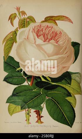 A beautifully illustrated rose, specifically the variety known as 'Her Majesty,' is depicted with lush, green leaves that frame the flower. The large bloom displays delicate layers of soft pink petals, which transition to a lighter hue at the edges, creating a gentle and inviting appearance. The intricate detailing of the petals, along with the subtle variations in color, highlights the elegance of this cultivar. The leaves are vibrant and healthy, showcasing the plant's overall vitality and beauty. This depiction captures the essence of a classic rose, symbolizing grace and refinement. Stock Photo