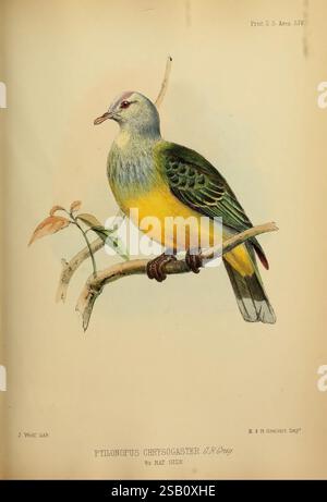 Proceedings of the Zoological Society of London, London, Academic Press Periodicals, Zoology, Museum of Comparative Zoology, The image depicts a beautifully illustrated bird perched on a branch. The creature, identified as *Ptilonopus chrysogaster*, showcases a vibrant yellow underbelly that contrasts strikingly with its green and gray plumage. The bird features a delicate gray crown and subtle hints of blue on its wings. Surrounding it is a slender branch with a few soft leaves, enhancing the natural setting. The overall composition captures the elegance and intricate details of this avian sp Stock Photo