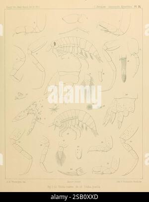 The 1887 monograph on Amphipoda Hyperiidea provides a detailed study of ...