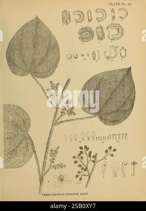 Two detailed botanical illustrations depict the leaves and flowers of ...