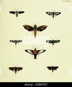 African Patterns Insect Illustration of exotic butterflies from Asia, Africa, and America, as ...