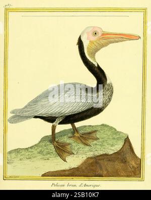 Planches enluminées d'histoire naturelle Paris?, s.n,1765-1783?, birds, pictorial works, zoology, Pelecanus occidentalis, brown pelican, A detailed illustration of a Brown Pelican, showcasing its distinctive features. The bird stands elegantly on a rocky surface, highlighting its long, slender neck and prominent bill with a vivid orange hue. Its plumage exhibits a mix of soft gray and dark brown tones, with a white head adorned by a light pink crown. The pelican's webbed feet are visible, anchored firmly on the ground, emphasizing its adaptation to coastal environments. The delicate brushstrok Stock Photo