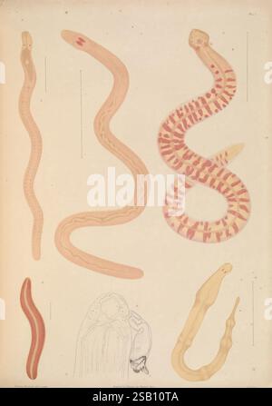 Polychaetae Labeled A monograph of the British marine annelids London, The Ray Society ...