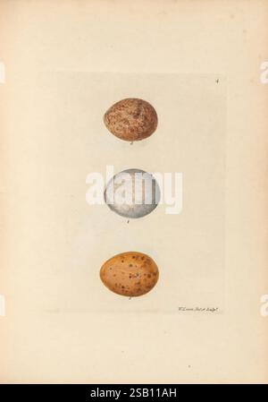 The birds of Great Britain, 1795-1801, museum of comparative zoology, Three distinct stones are arranged vertically on a page, showcasing a variety of textures and colors. The top stone is rounded and has a light brown hue with subtle speckles, while the middle stone presents a smooth, shiny surface in a soft gray tone. The bottom stone is a vibrant orange with darker flecks, exhibiting a rougher texture. Each stone is carefully illustrated, highlighting their unique characteristics, with a small label denoting their order. The background is a clean, neutral space that emphasizes the natural b Stock Photo