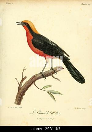 Histoire naturelle des oiseaux d'Afrique A Paris Chez J.J. Fuchs Libraire 1799-1808 Africa Birds Laniarius barbarus, A vibrant bird perched elegantly on a branch, showcasing striking plumage. Its body features a deep red coloration contrasting with a black head and yellow crown. The long tail feather blends into a sleek dark black, while the branch has delicate leaves that emphasize the bird's natural habitat. Below the image, an inscription indicates the species, 'Le Gonolek Maté,' accompanied by the name of the illustrator. This illustration captures the intricate details of the bird's feath Stock Photo