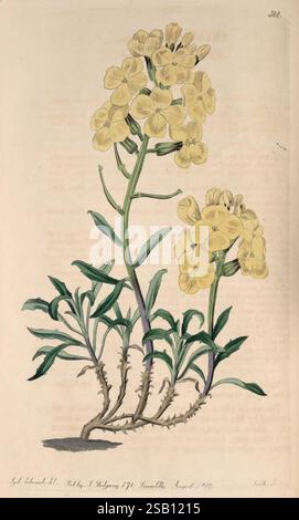 The Botanical Register, London, Printed for James Ridgway, 1815-1828, 1815, 19th century, Botany, Copper Engravings, England, Graphic Media, Great Britain, Hand Colored, Icônes, Periodicals, Pictorial Works, Plant Introduction, Plants Ornamental, A botanical illustration featuring a cluster of delicate yellow flowers atop tall green stems. The blossoms have five petals and are arranged in a loose, open formation, displaying a vibrant hue against the accompanying foliage. The leaves are long and lance-shaped, emanating from the base of the plant and extending upward along the stem. The illustra Stock Photo
