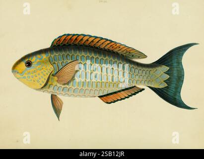 A selection from the most remarkable and interesting of the fishes found on the coast of Ceylon, London, Edward Bull, 1834, fishes, pictorial works, Sri Lanka, A vividly illustrated fish, showcasing an ornate design that highlights its intricate scales and fin structure. The body features a blend of colors, including turquoise and orange hues, with detailed markings that create a textured effect. Its elongated shape is accentuated by the elegant flow of its fins, which display a gradient of colors transitioning from deep blue to vibrant shades. The fish is positioned laterally, allowing for a Stock Photo
