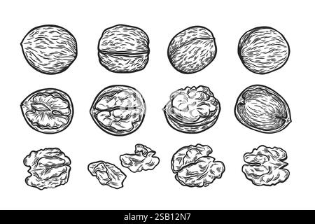 A large set with the image of walnuts Stock Vector