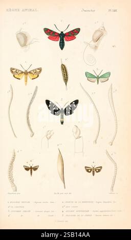 Natural history, Classification and Nomenclature of Insects of the Bee ...