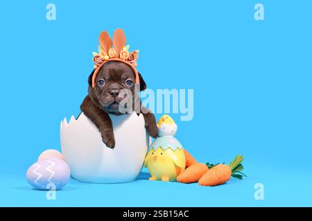 French Bulldog dog puppy with Easter bunny ears with sitting in egg shell on blue background Stock Photo