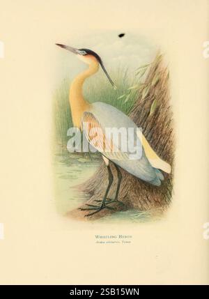Birds of La Plata, London, E.P. Dutton Co, 1920, heron, Argentina, birds, A graceful Whistling Heron stands poised near the water's edge, showcasing its striking plumage. The bird features a blend of soft blue and cream-colored feathers with a warm yellow hue on its neck and chest, creating a beautiful contrast against the muted background. Its elongated body and delicate legs emphasize its elegance, while its beak, slender and pointed, is positioned thoughtfully as if it’s surveying its surroundings. Lush green grasses frame the scene, enhancing the serene atmosphere of this natural habitat. Stock Photo