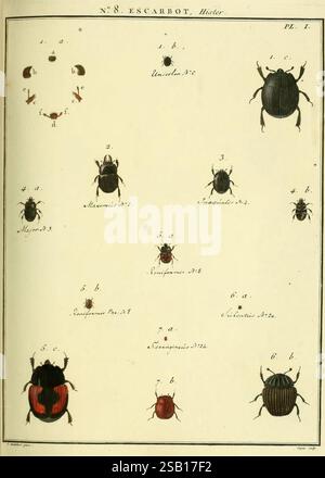 Tones Insecte An illustration from 'Entomologie,' depicting a detailed study of ...