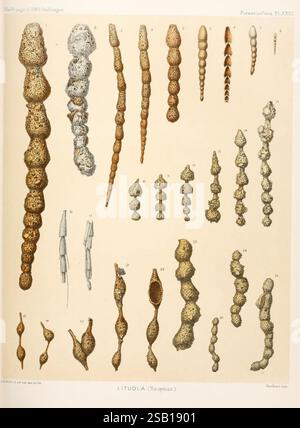 Report on the scientific results of the voyage of H.M.S. Challenger during the years 1873-76 under the command of Captain George S. Nares Edinburgh, Neill, 1880-1895., The depiction showcases an array of intriguing microscopic organisms, specifically various species of foraminifera. These single-celled creatures are characterized by their distinctive shell structures, displaying a fascinating variety of forms and textures. The collection includes elongated spiral shapes, bead-like cluster arrangements, and intricately segmented shells, highlighting the diversity within this group. Each specime Stock Photo