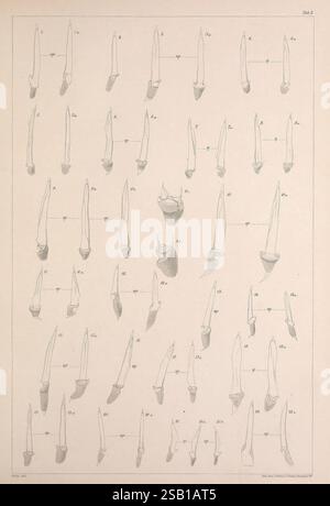 A comprehensive study of various dental instruments, showcasing a collection of different tools used in dental practice. Each instrument is meticulously illustrated, with distinct shapes and sizes highlighted. The layout is organized in grid format, facilitating easy comparison among the instruments, which range from extraction tools to scaling and probing devices. Every tool is numbered and may represent different models or designs, capturing the evolution and diversity of dental equipment used by professionals. The detailed illustrations emphasize the precision and craftsmanship involved in Stock Photo