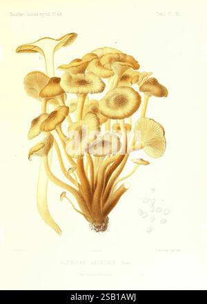 Icones mycologicæ, ou Iconographie des champignons de France principalement Discomycetes, Paris, L. Lhomme, successeur, 1905-1910, discomycetes, France, fungi, mushrooms, Émile Boudier, A botanical illustration showcasing a cluster of Clitocybe tabescens mushrooms. The detailed rendering highlights the mushroom caps, featuring broad, circular shapes with pronounced, wavy edges that vary in size. Their surface is adorned with delicate gills radiating from the stem, while the overall structure displays a range of subtle hues. Accompanying the central composition, smaller spores are depicted, enh Stock Photo