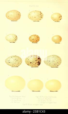 Oology of New England Boston, A. Mudge & Son, printers, 1886, birds, New England, eggs, nests, excellent, A visual representation of various types of bird eggs arranged in two rows. The top row features eight eggs, showcasing different sizes and patterns, labeled with corresponding species such as the Clapper Rail, Virginia Rail, Carolina Wren, and Yellow species. The bottom row includes five larger eggs, each also marked with species identifiers, including the Blue-winged Teal and Florida Gallinule. The eggs display diverse shades and speckling, highlighting the uniqueness of each species. Th Stock Photo
