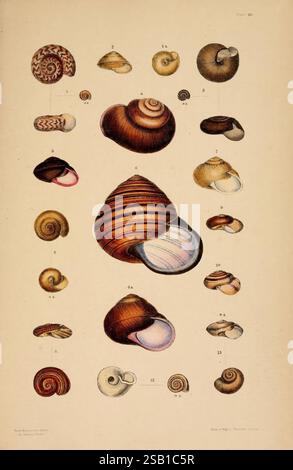 A monograph of Australian land shells, Sydney, W. Maddock, 1868 ...
