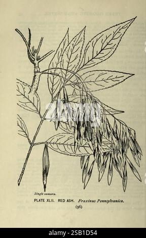 Ash Tree Structure The image showcases an ash tree (Fraxinus excelsior) located in ...
