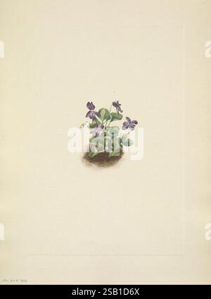 North American wild flowers, Washington, D.C, 1925, botany, North America, pictorial works, wildflowers, Mary Vaux Walcott, women in science, A delicate cluster of purple violets emerges from rich, earthy soil, showcasing their vibrant blooms alongside lush green leaves. The flowers, with their distinct heart-shaped petals, display a subtle gradient of color, ranging from deep violet to lighter shades. This botanical illustration captures the intricate details of the violet's structure, including the slight sheen on the petals and the texture of the leaves, all set against a soft, neutral back Stock Photo