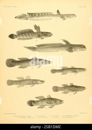 An illustration from 'The Fishes of India,' showcasing Plate CXLIV ...