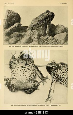 Tibia Toad The frog book, New York,1907, Amphibians, Frogs, North America, Toads ...