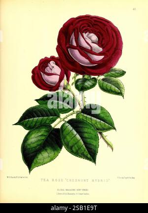 The floral magazine, London, L. Reeve & Co, flower gardening, flowers, periodicals, pictorial works, flower, plant, The illustration features an exquisite depiction of the 'Tea Rose Cheshunt Hybrid.' Prominently displayed are two large, beautifully blooming roses, characterized by vibrant petals that transition from deep crimson at the edges to a soft pink in the center. These lush flowers are surrounded by rich, green leaves marked by intricate vein patterns, adding depth and contrast to the composition. The detailed botanical representation highlights the delicate curves and textures of the Stock Photo