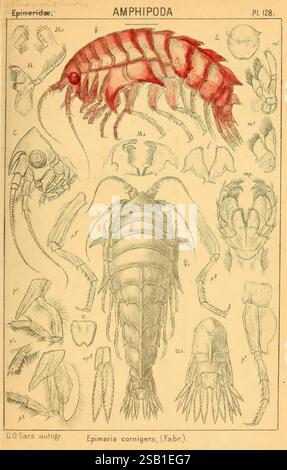 This 1895 work provides a detailed account of the crustaceans found in ...