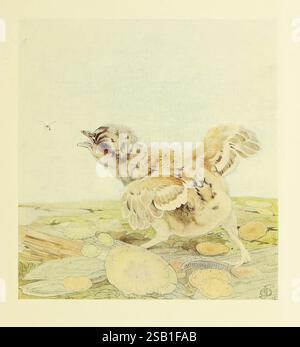 The Book of Baby Birds, New York, Hodder & Stoughton, [1912?], birds, popular works, baby bird, Ejdet Mold, Tetrao urogallus, Capercaillie, A small, plump chick stands on a patch of grass, its wings partially outstretched as if preparing to take flight. The chick's soft, mottled feathers display a mix of yellow and brown tones, blending harmoniously with the natural surroundings. In the background, a few round, light-colored objects suggest the presence of a nest or perhaps stones scattered across the ground. Above the chick, a tiny insect flits by, capturing the bird's attention as it chirps Stock Photo