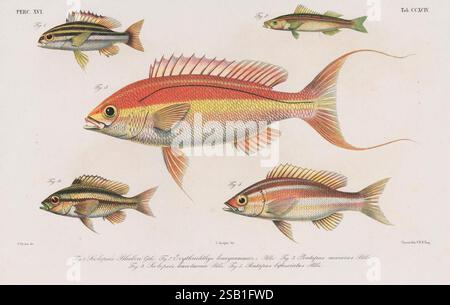 Atlas ichthyologique des Indes orientales néerlandaises, Amsterdam, Frédéric Muller, éditeur, 1862-1878, fishes, Indonesia., The illustration features a diverse collection of colorful fish species, each depicted with intricate details that highlight their unique forms and vibrant patterns. The central fish showcases a slender body with long, flowing fins and a striking gradient of colors, ranging from deep reds to bright yellows. Surrounding it are smaller fish, each with distinctive shapes and hues, contributing to a rich display of aquatic life. The meticulous rendering captures the beauty o Stock Photo