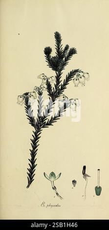Phylloid Pattern Ephedra, leaves and flowers Stock Photo - Alamy