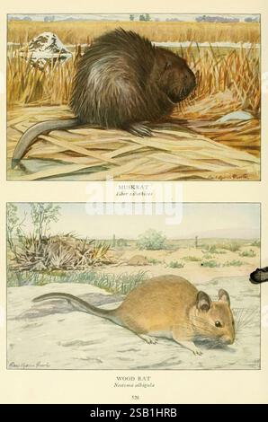 Wild animals of North America Washington, D.C. mammals North America ondatra zibethicus neotoma albigula muskrat hist sci art Edward William Nelson Louisa Agassiz Fuertes common muskrat white-throated woodrat woodrat fiber zibethicus, The illustration features two distinct species of rodents presented in a scientific style. At the top, the muskrat (Ondatra zibethicus) is depicted in its natural habitat, characterized by its dense fur, elongated body, and flat tail, foraging among tall grasses. The lower section showcases the wood rat (Neotoma albigula), also known as the white-throated woodrat Stock Photo