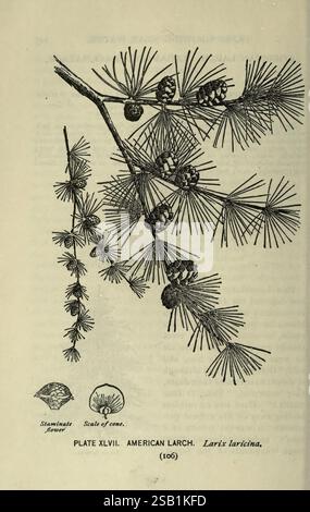 A guide to the trees New York F.A. Stokes [c1900] trees United States women in science Marian Ellis Ryan Rowan, This illustration features the American Larch (Larix laricina), showcasing a detailed depiction of its branch adorned with clusters of needle-like leaves. Alongside, there are two smaller images: one displaying a strobilus, or cone, in various stages of development, and the other indicating the scale of the cone, providing a reference for size comparison. The intricate lines highlight the texture of the needles and cones, capturing the essence of this coniferous tree in its natural f Stock Photo