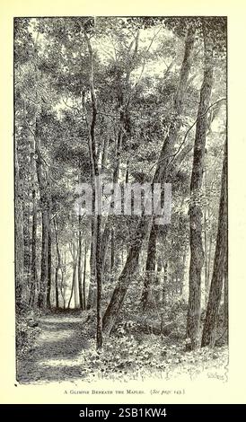 The, American, garden, Brooklyn, N.Y, s.n, 1873-1891, gardening, horticulture, periodicals, United States, maple trees, A serene forest scene showcases a winding path meandering through tall trees. The surrounding foliage is dense, with leaves creating a canopy that filters light, casting gentle shadows on the ground. The trees stand majestically, their trunks rising straight and strong, inviting viewers to imagine wandering deeper into the tranquil woods. In the distance, a slight clearing hints at an open space, suggesting a peaceful escape into nature. The overall atmosphere reflects calmne Stock Photo