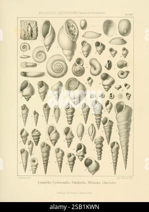 Traité de paléontologie, London, H. Ballière, J.-B. Baillière, 1853-1857, paleontology, fossils, pictorial works, This illustration showcases a diverse collection of mollusk shells, featuring various species categorized into distinct groups. Each specimen is meticulously detailed, highlighting unique shapes, sizes, and textures that characterize the different families. The shells are arranged in an orderly fashion, allowing for easy comparison of their forms, such as the spiraled, elongated, and rounded shapes. Lines and patterns on the shells provide insight into their individual species, wit Stock Photo
