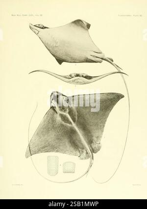 Shark Fin Rays The Plagiostomia, Sharks, Skates, and Rays Cambridge, U.S.A, 1913 ...