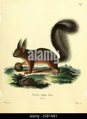 Die, Säugethiere, in, Abbildungen, nach, der, Natur, Erlangen, Expedition, des, Schreber'schen, Säugethier-, und, des, Esper'schen, Schmetterlingswerkes, 1774-1846, mammals, pictorial, works, A detailed illustration of a Sciurus vulgaris, commonly known as the Eurasian red squirrel. The creature stands upright on its hind legs, showcasing its bushy tail and distinctive features. Its fur is depicted in rich tones, while a walnut lies at its feet, emphasizing its role as a forager. The background includes varied foliage, creating a naturalistic setting that highlights the squirrel's habitat. The Stock Photo