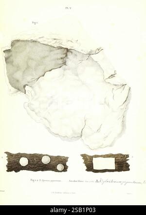 A detailed close view shows irregular black chunks of coal or charcoal ...
