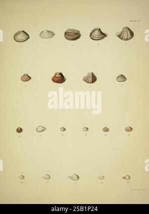 Illustration of Corbula shell species from *Conchologia iconica ...